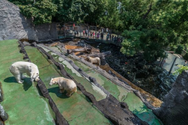 Zoo Praha vypíše soutěže na návrh pavilonů pand a ledních medvědů