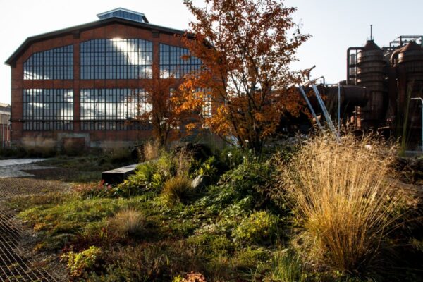 Zelená střecha roku 2017