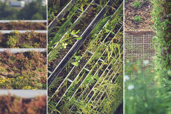 Budování zelených střech ve městech je už nutností