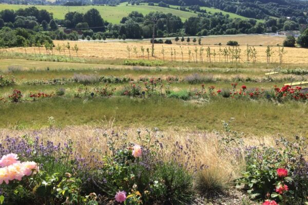 Krajinářské úpravy v Novém Jičíně