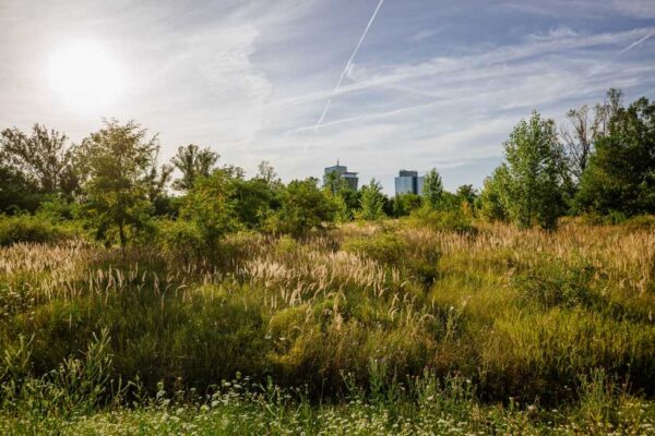 Proměnu Rohanského a Libeňského ostrova budou navrhovat 4 týmy