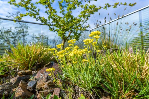 Soutěž Zelená střecha roku 2022 zná vítěze