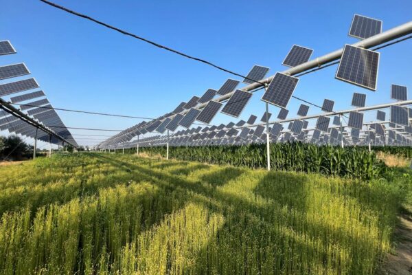 Vyrábět na poli elektřinu, nebo pěstovat zemědělské plodiny?