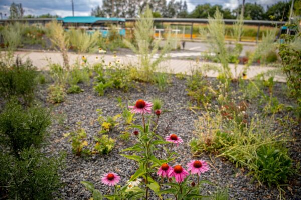 Zelené projekty pomáhají Ostravě čelit klimatickým změnám