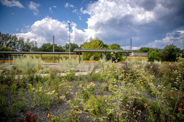 Jak město přiblížit přírodě a snížit dopady klimatických změn